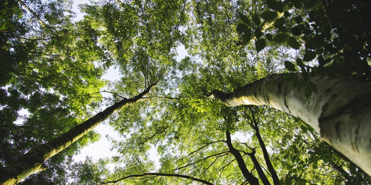 Bright sky seen through a dense canopy of vibrant green trees.