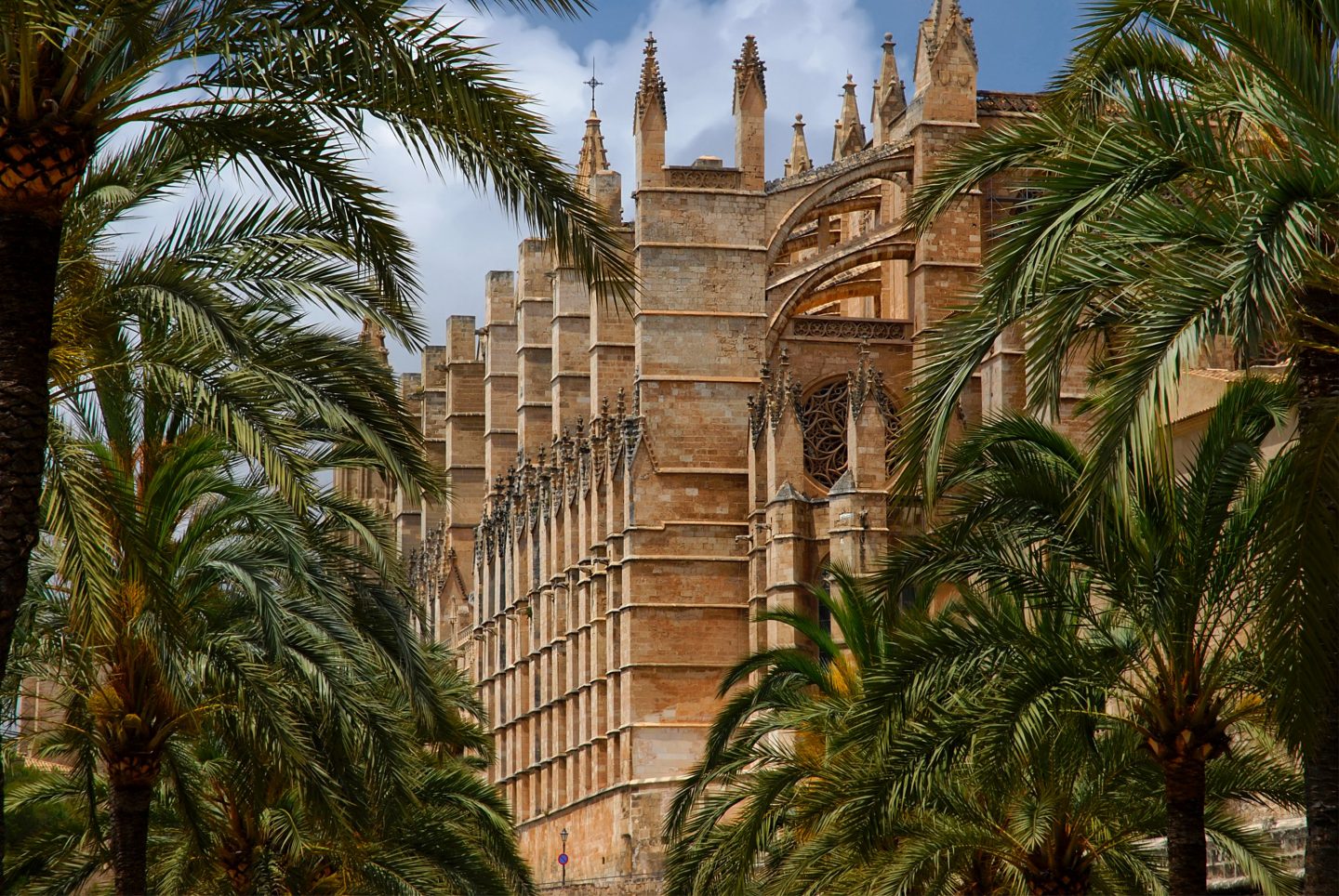 Majestic Gothic cathedral framed by lush palm trees, reflecting the distinctive Mediterranean atmosphere of a Spanish city.