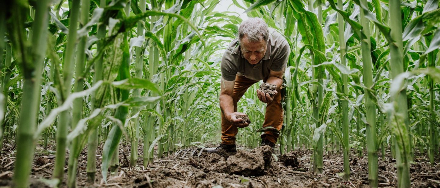 A man stands in a cornfield holding soil in his hands, a symbol of sustainable agriculture.