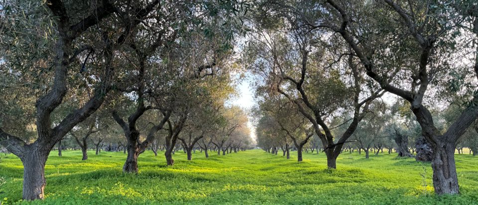 An olive grove with trees and green grass illustrates the beauty of the Italian landscape.