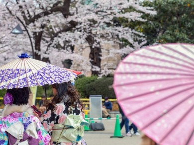 Blütezeit in Tokyo