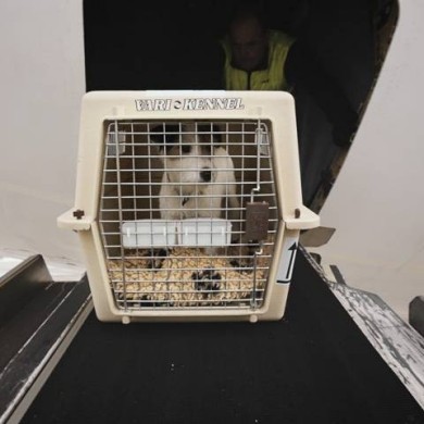 Hund in einem Käfig vor dem Cargo Frachtraum.