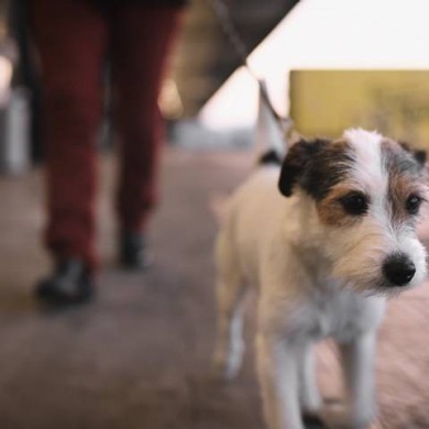 Hund mit seinem Besitzer am Flughafen.